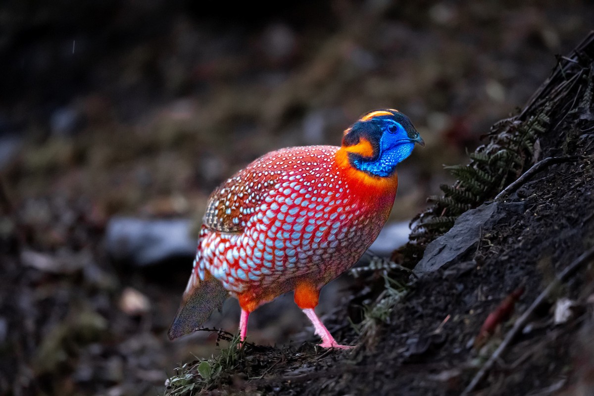 Temminck's Tragopan - ML636463342