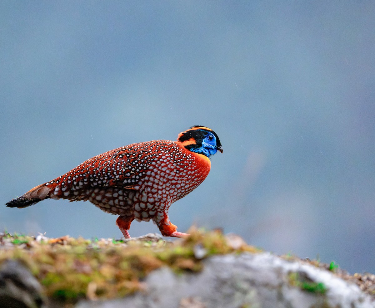Temminck's Tragopan - ML636463343
