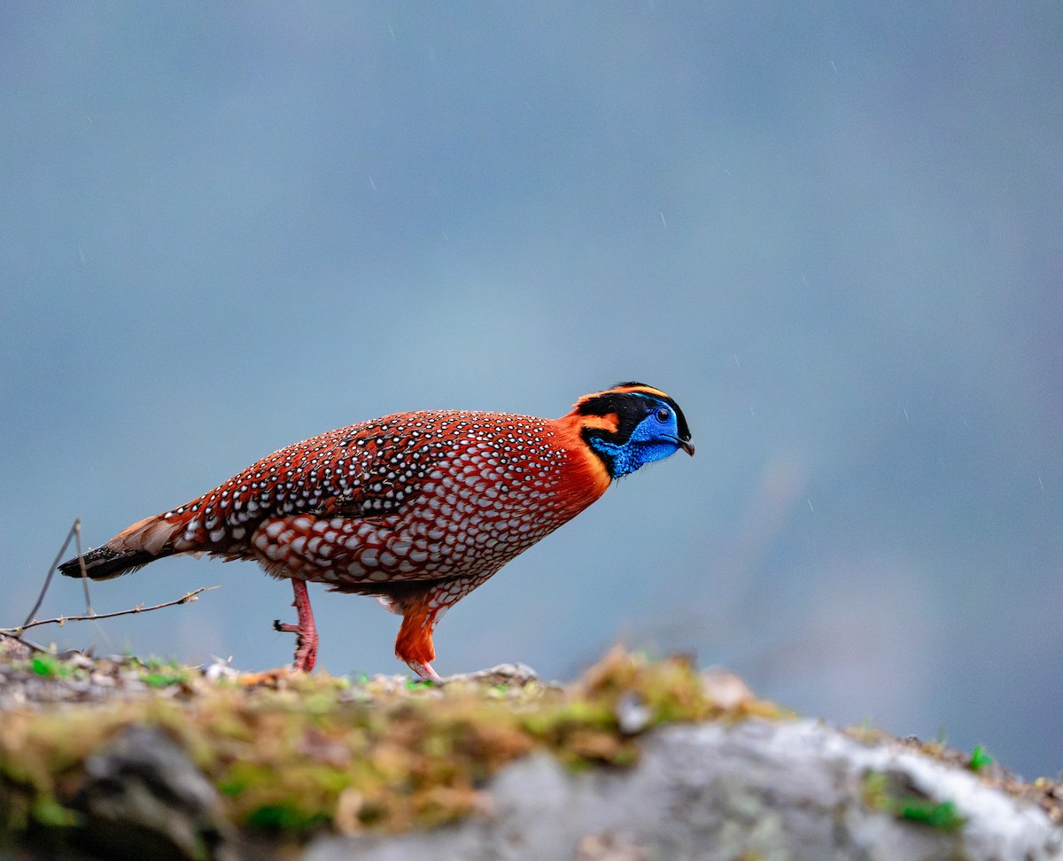 Temminck's Tragopan - ML636463344