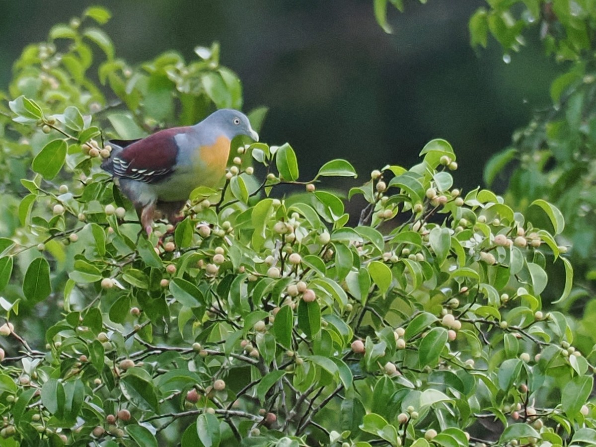 Little Green-Pigeon - ML636463347