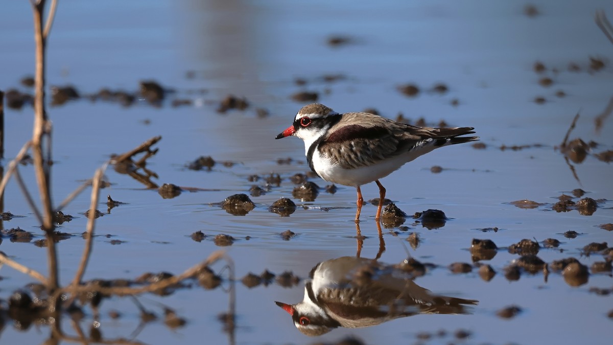 Black-fronted Dotterel - ML636463429