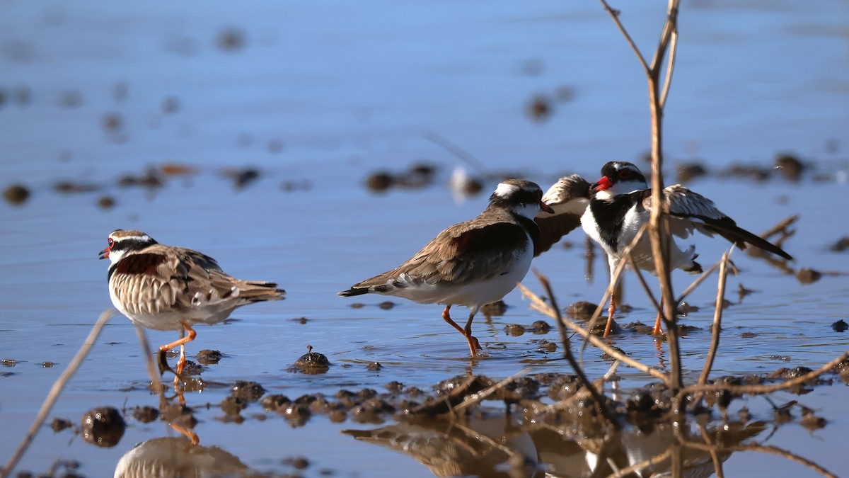Black-fronted Dotterel - ML636463435