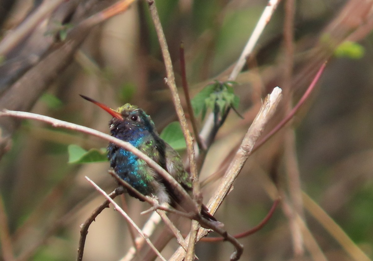 Turquoise-crowned Hummingbird - ML636463482