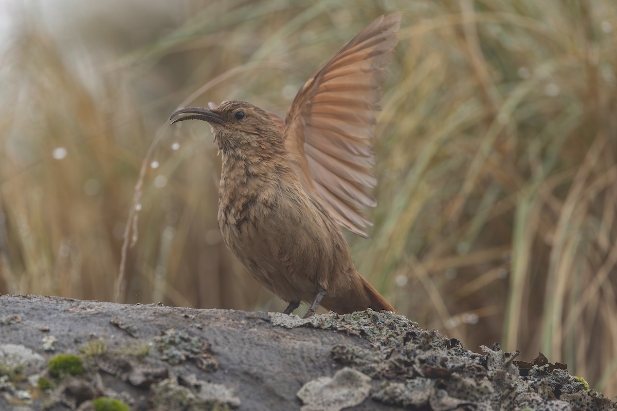 Buff-breasted Earthcreeper - ML636463492