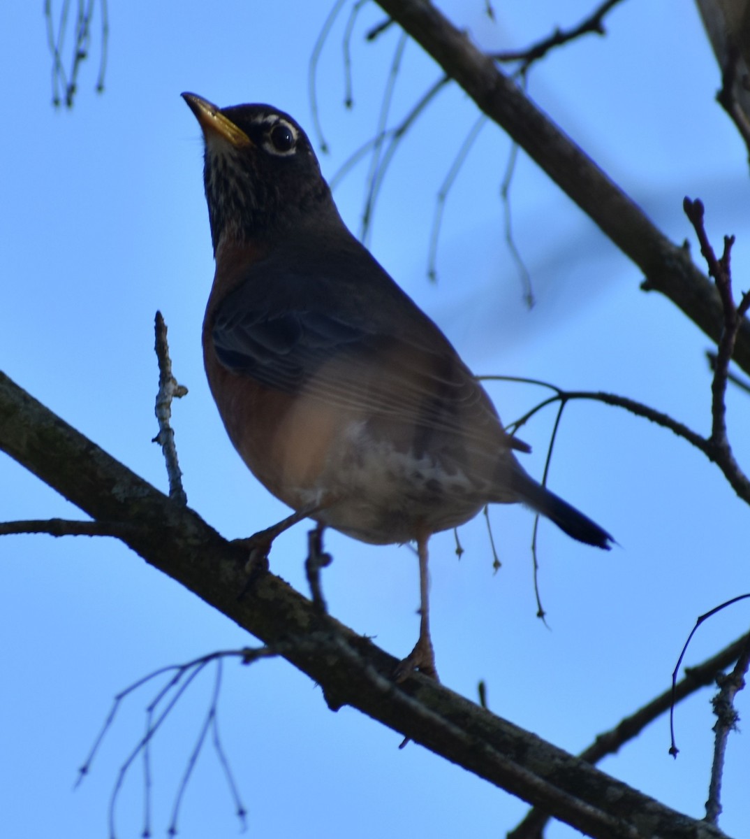 American Robin - ML636463494