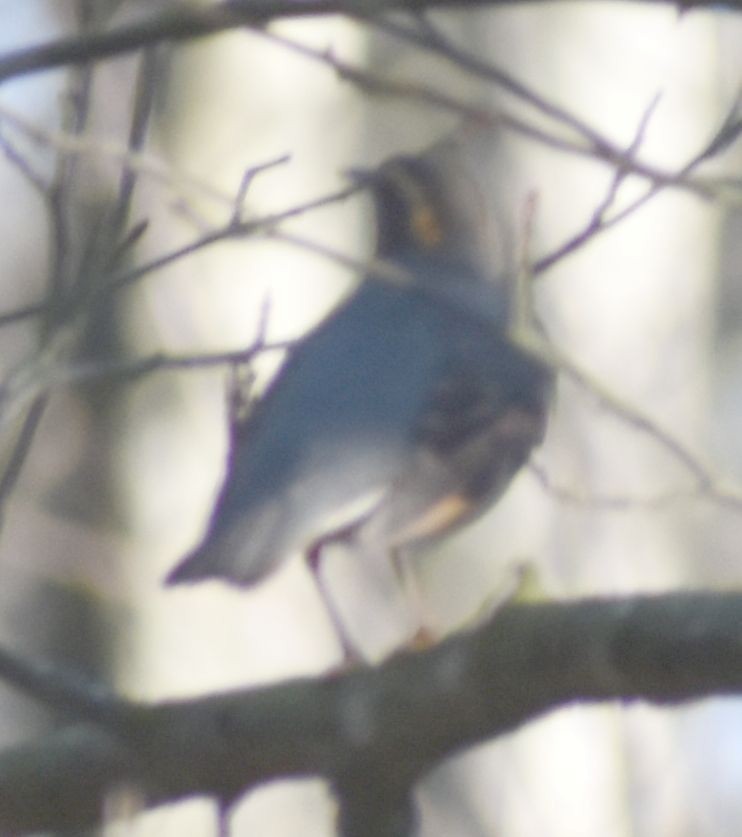 Varied Thrush - ML636463499