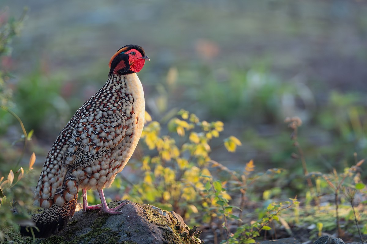 Cabot's Tragopan - ML636463502