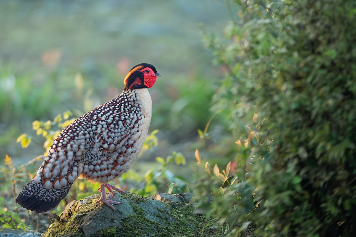 Cabot's Tragopan - ML636463503