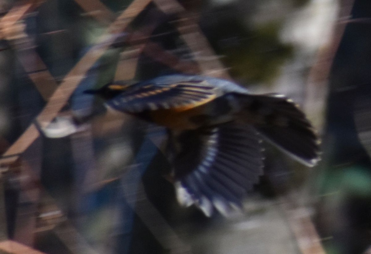 Varied Thrush - ML636463504