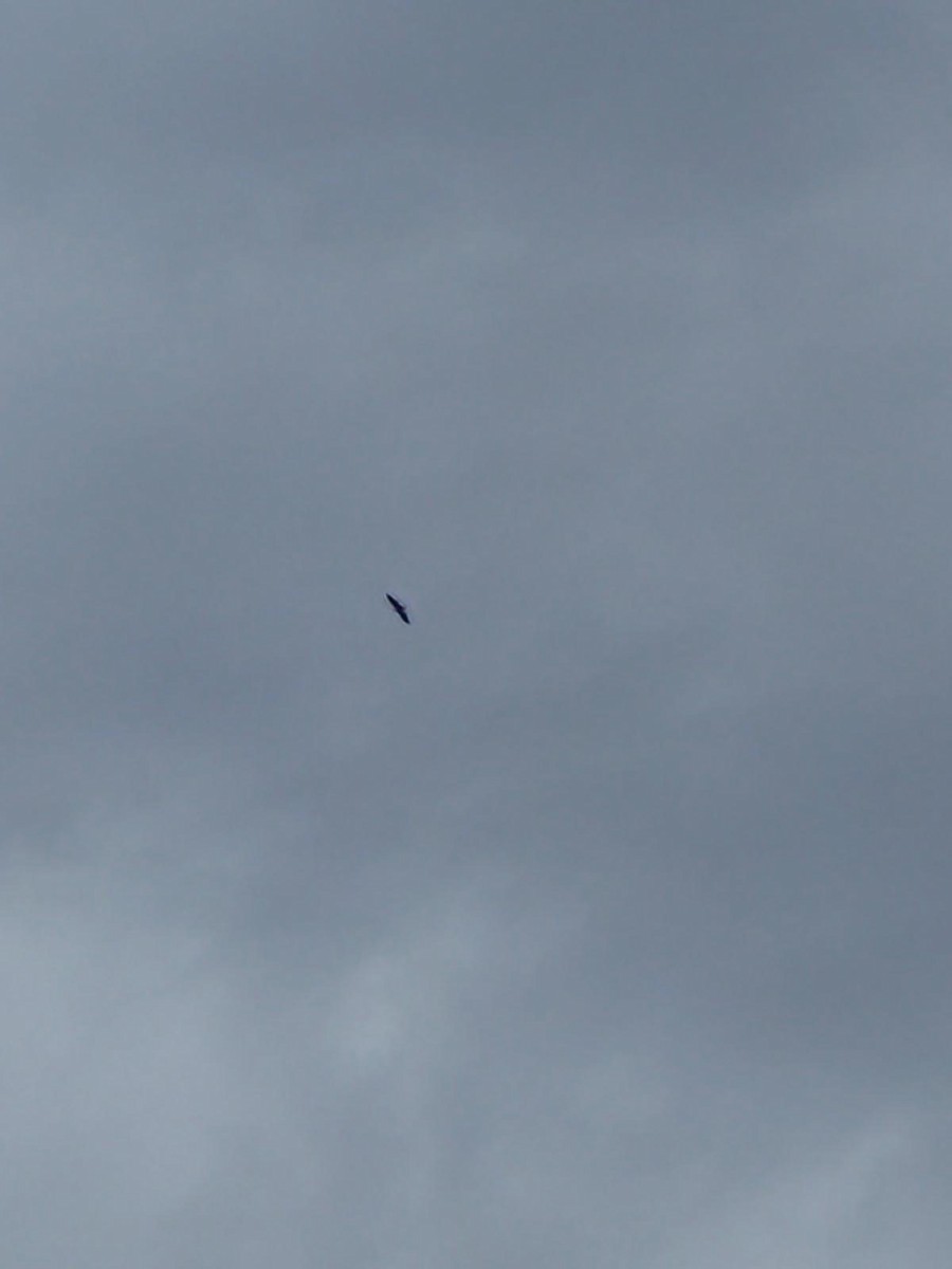 diurnal raptor sp. - ML636463559