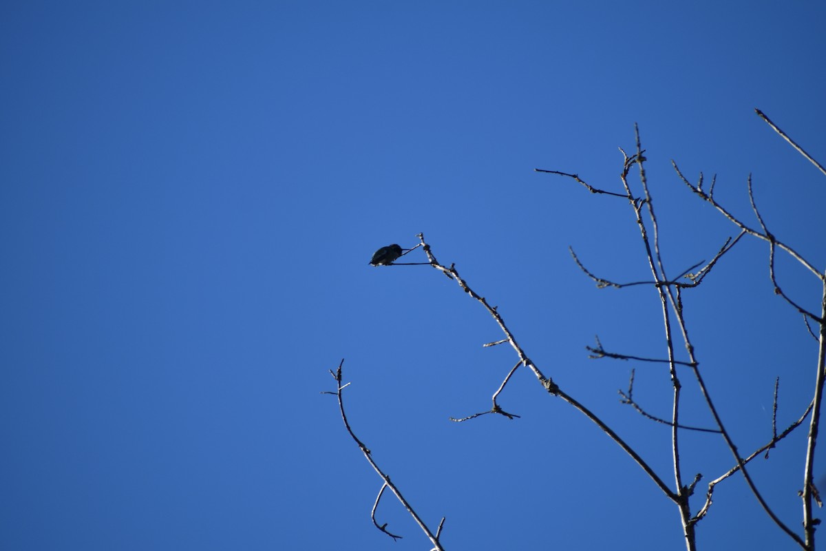 Anna's Hummingbird - ML636463566