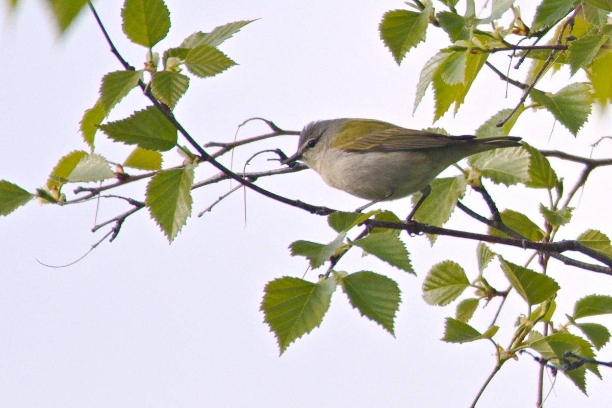 Tennessee Warbler - ML636463567