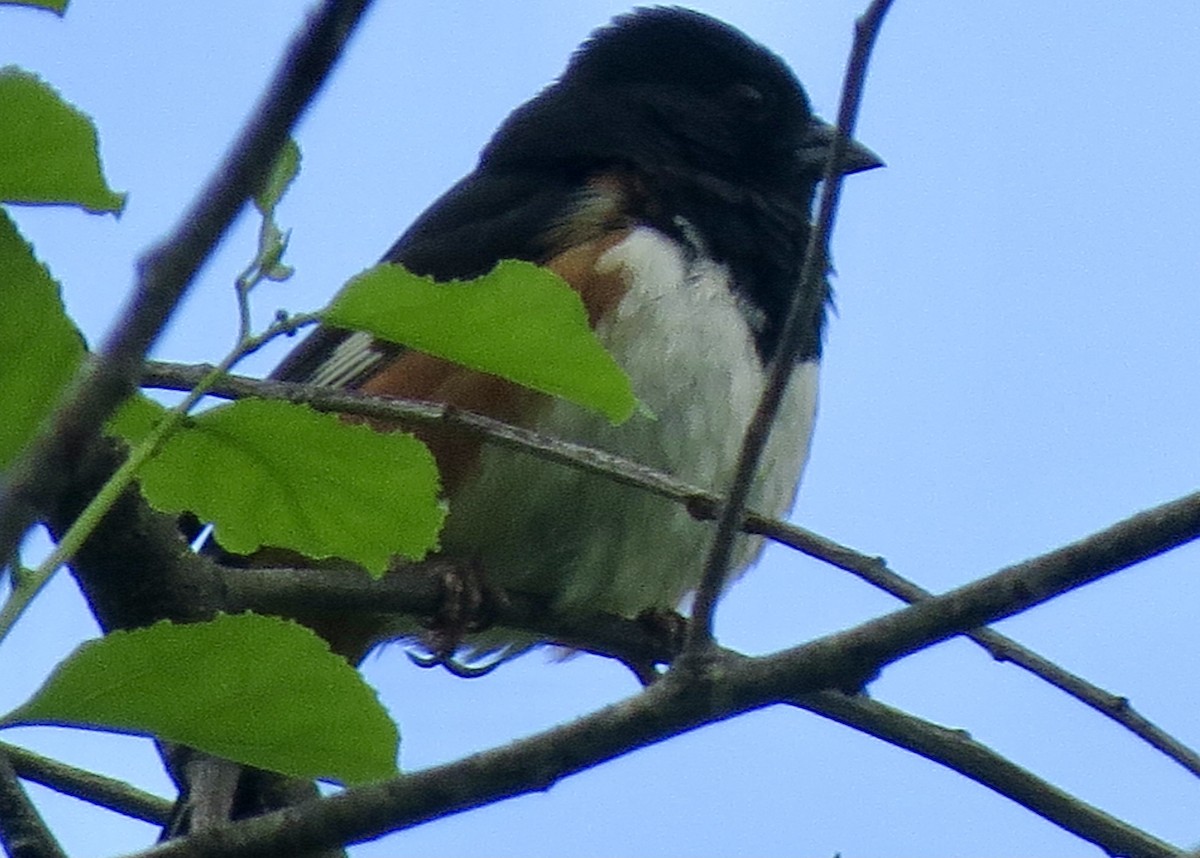 ワキアカトウヒチョウ - ML636463660