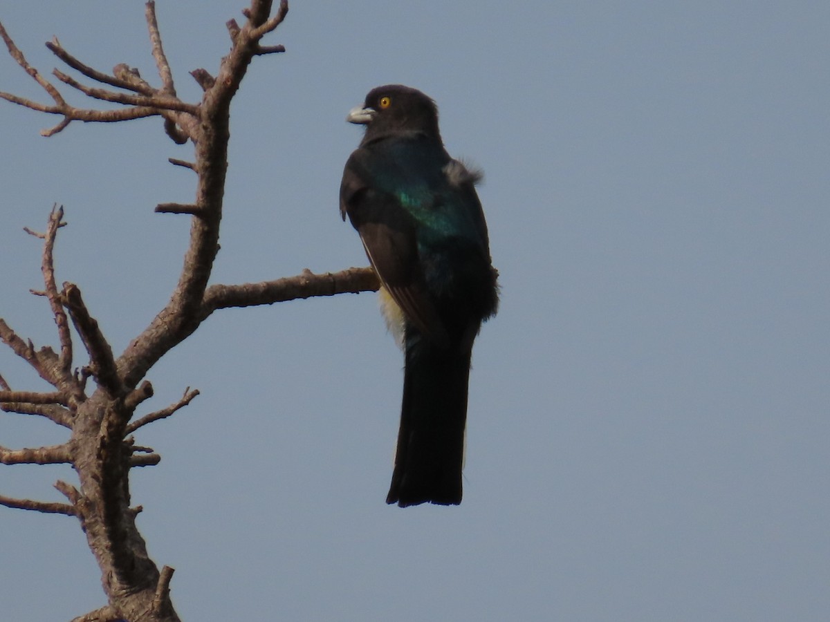 Citreoline Trogon - ML636463730
