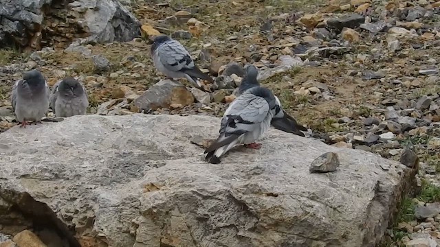 Pigeon des rochers - ML636463743