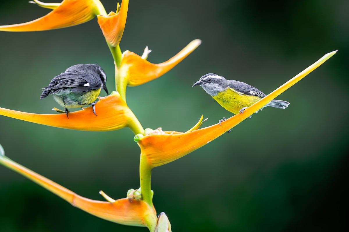 Bananaquit - ML636463755