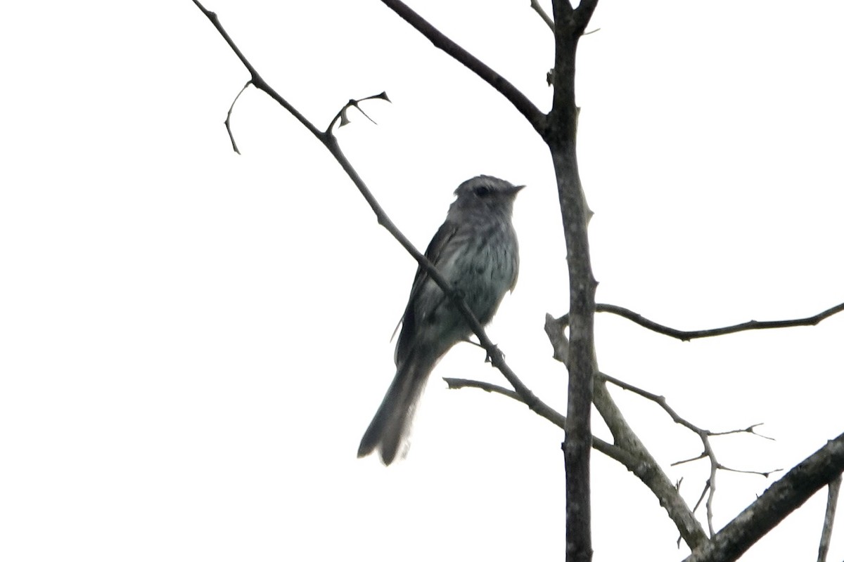 Mouse-gray Flycatcher - ML636463775
