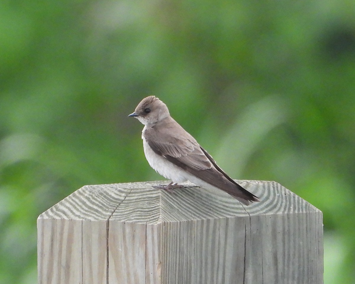 Northern Rough-winged Swallow - ML636463791