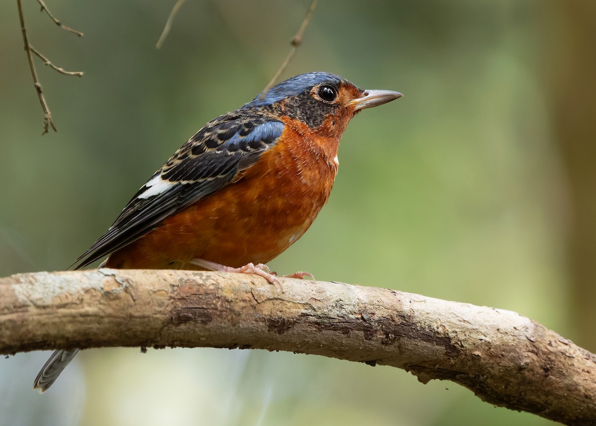 White-throated Rock-Thrush - ML636463881
