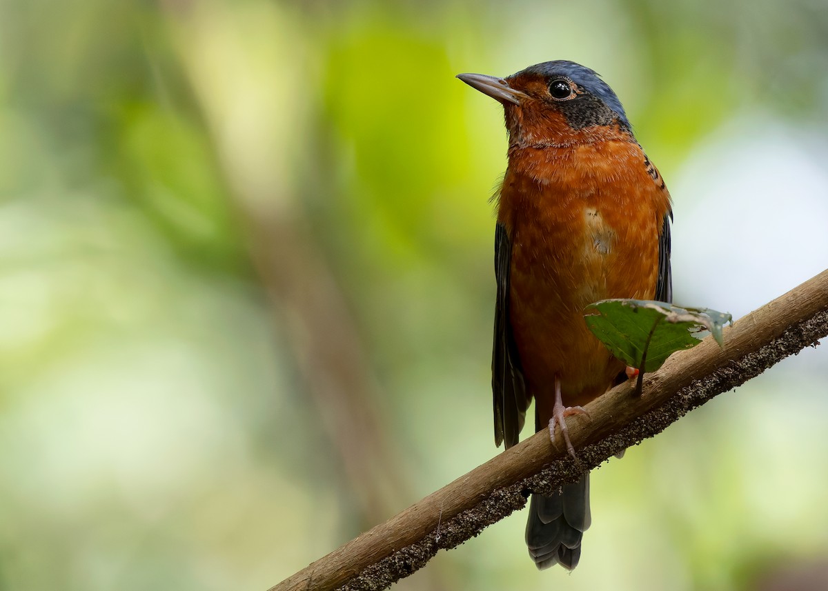 White-throated Rock-Thrush - ML636463882