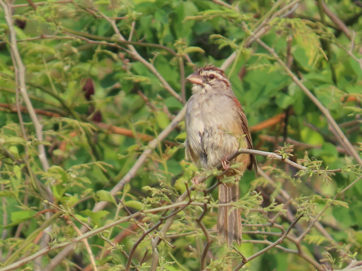 Cinnamon-tailed Sparrow - ML636463890