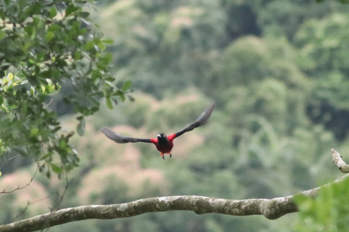 Maroon Oriole - ML636463916