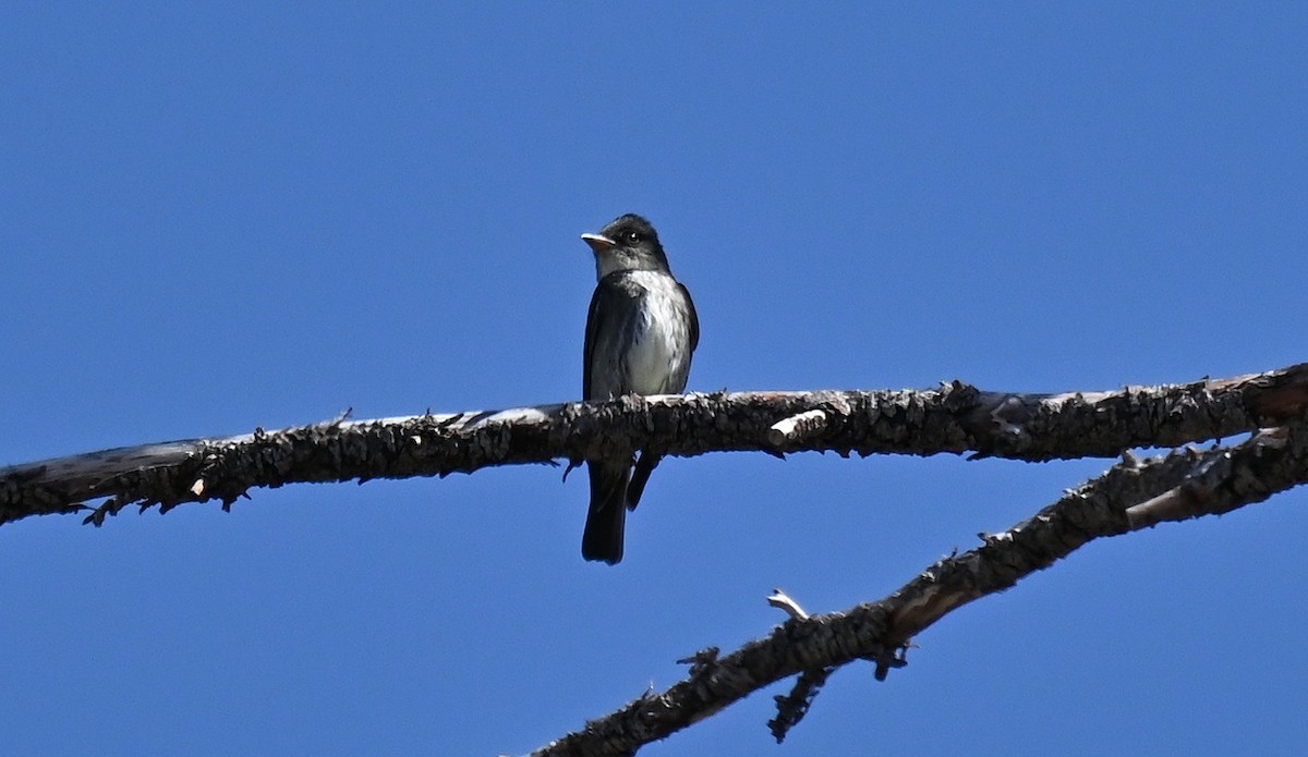 Olive-sided Flycatcher - ML636464013