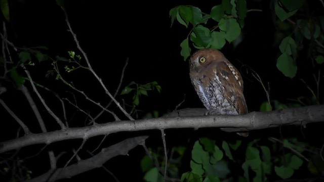 Oriental Scops-Owl - ML636464192