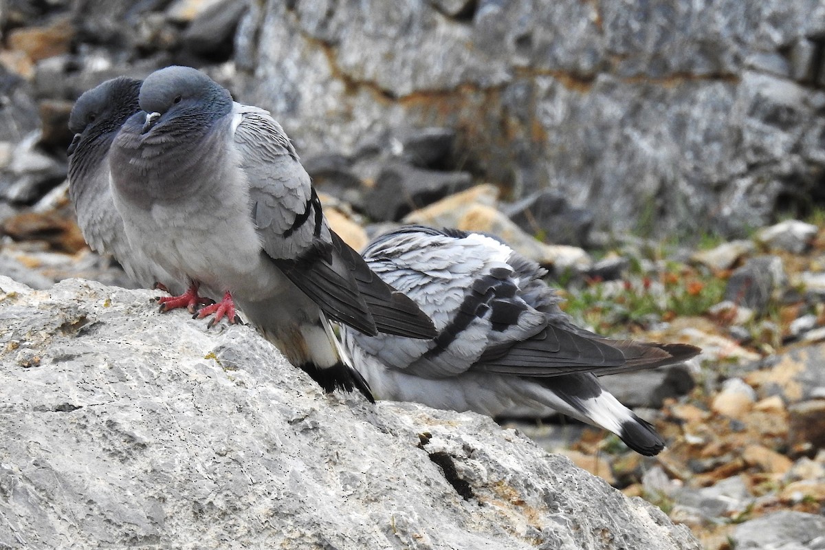 Pigeon des rochers - ML636464255