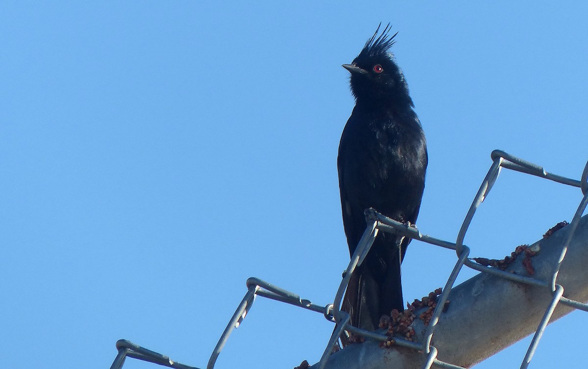 Phainopepla - ML636464324