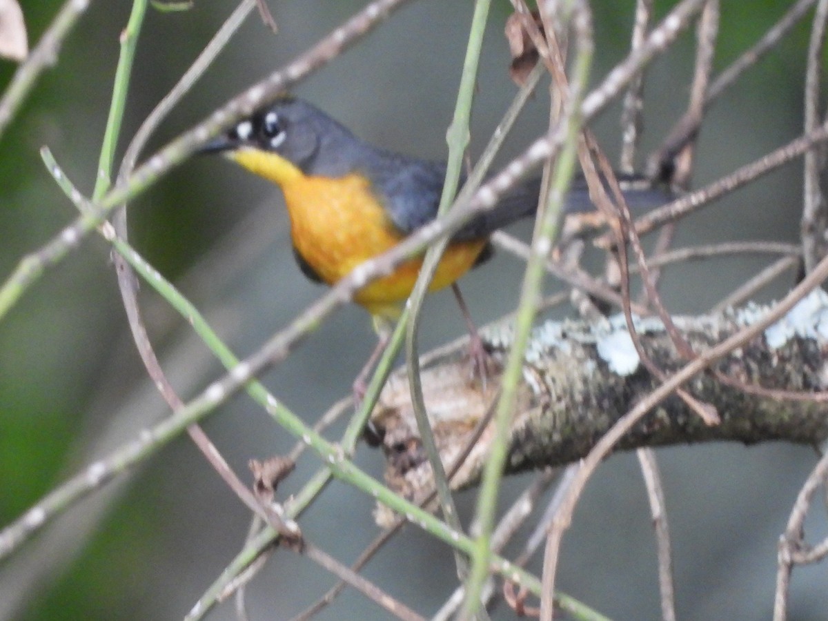 Fan-tailed Warbler - ML636464383