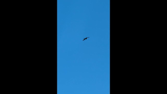 Magnificent Frigatebird - ML636464434