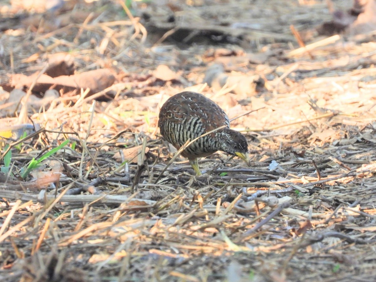 Barred Buttonquail - ML636464437
