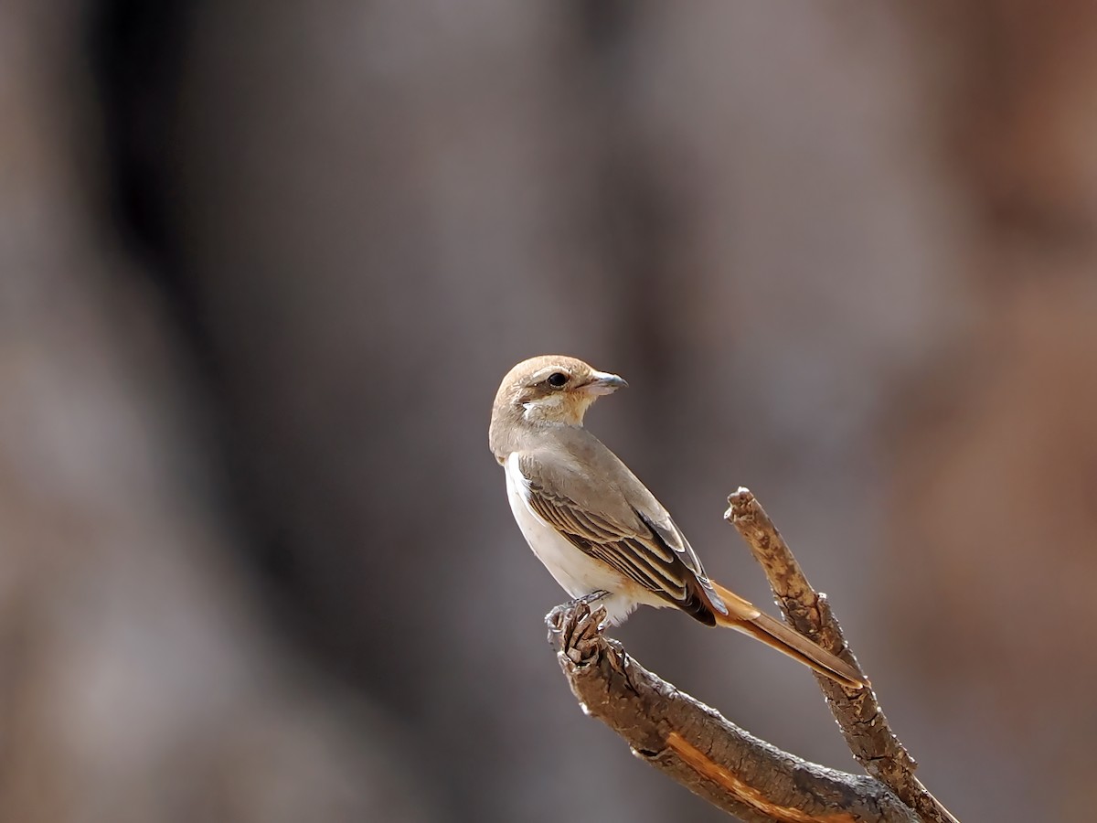 Red-tailed Shrike - ML636464441