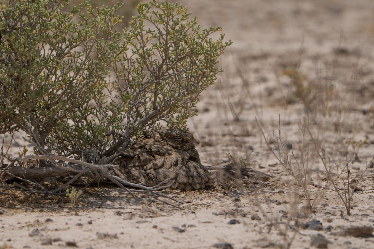 Egyptian Nightjar - ML636464453