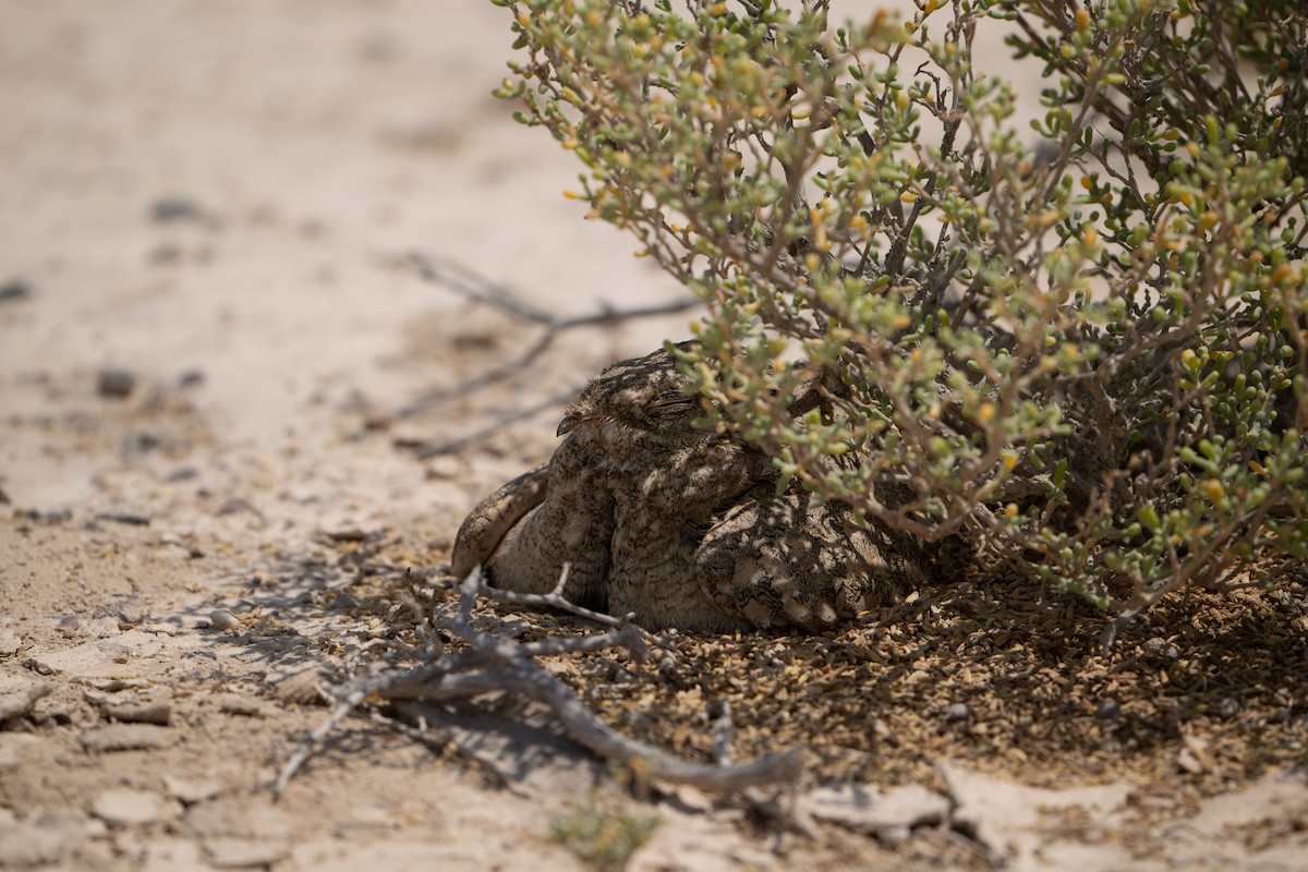 Egyptian Nightjar - ML636464454