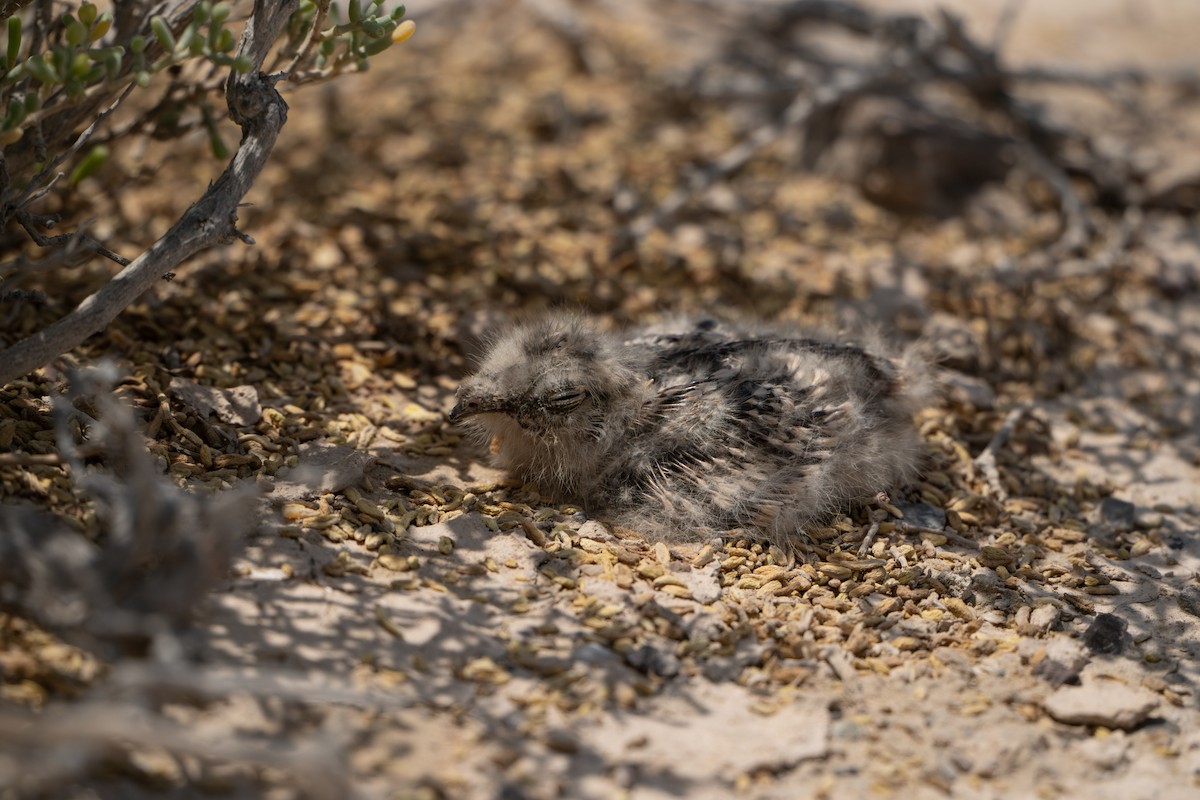 Egyptian Nightjar - ML636464455