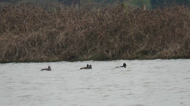 Ring-necked Duck - ML636464476