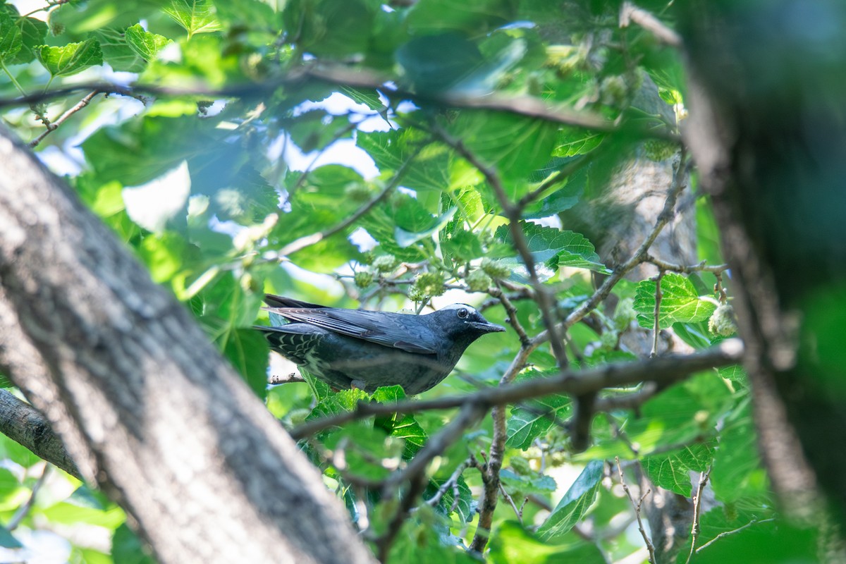 白眉地鶇 - ML636464531