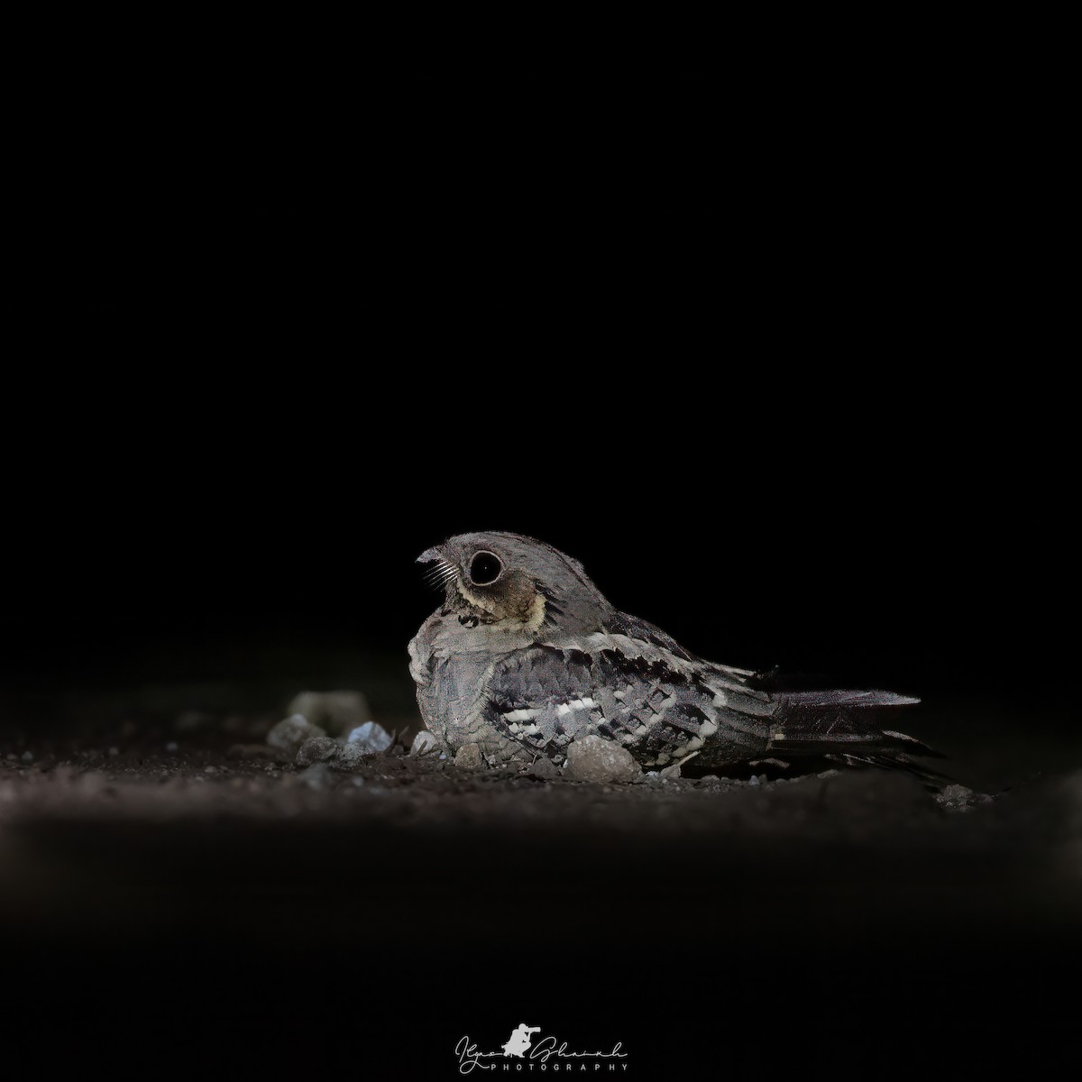 Jerdon's Nightjar - ML636464552