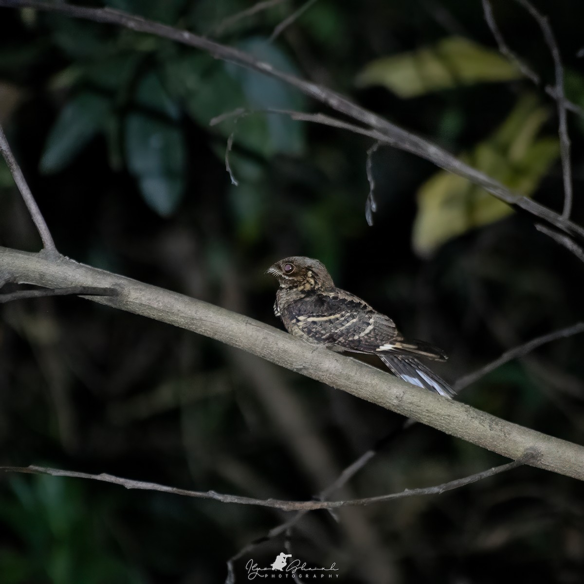 Jerdon's Nightjar - ML636464553