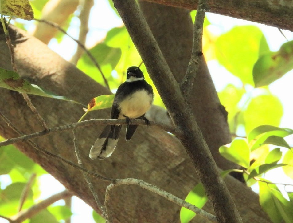 Malaysian Pied-Fantail - ML636464559