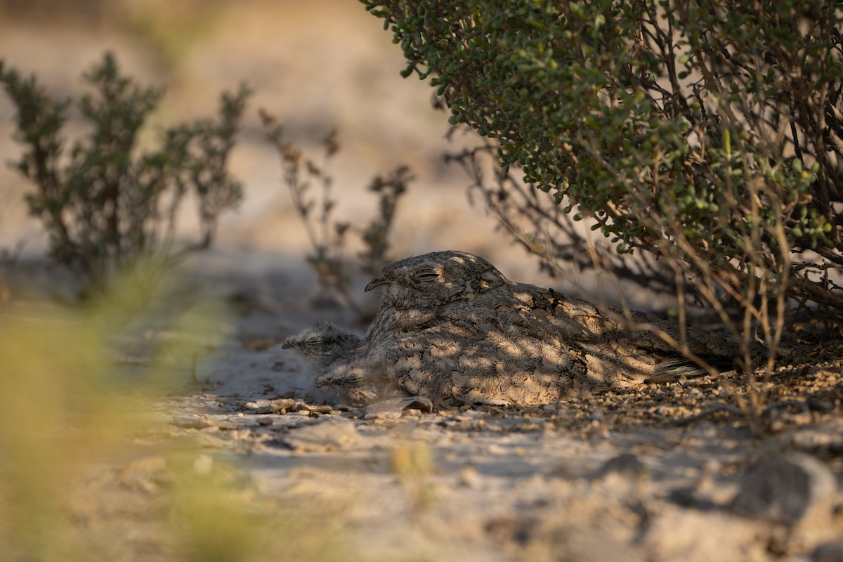 Egyptian Nightjar - ML636464626