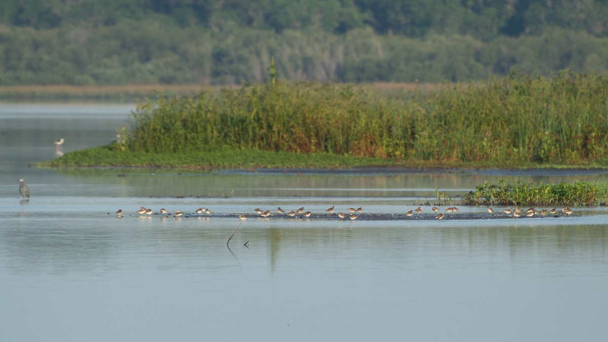Least Sandpiper - ML636464768