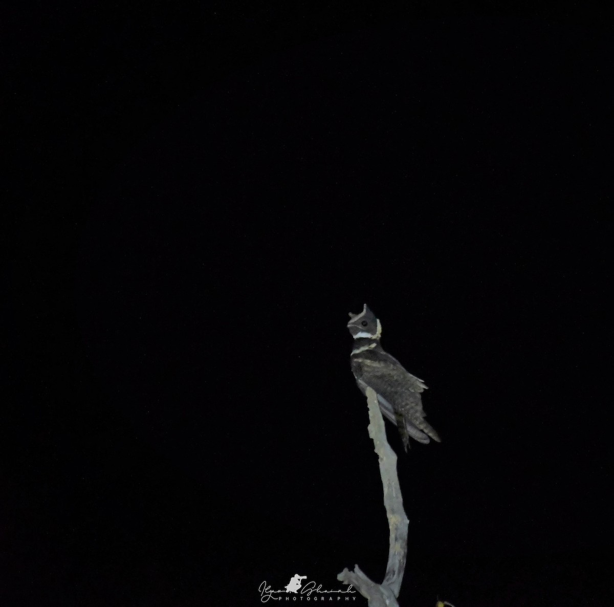 Great Eared-Nightjar - ML636464807
