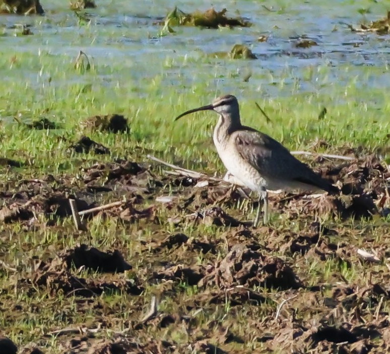 Hudsonian Whimbrel - ML636464834