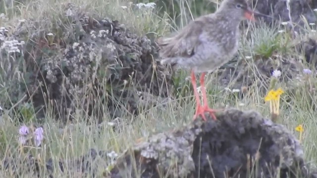 Common Redshank - ML636464928