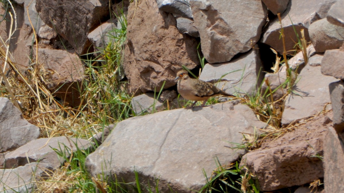 Bare-faced Ground Dove - ML636465107
