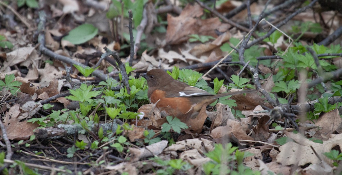 Eastern Towhee - ML636465122