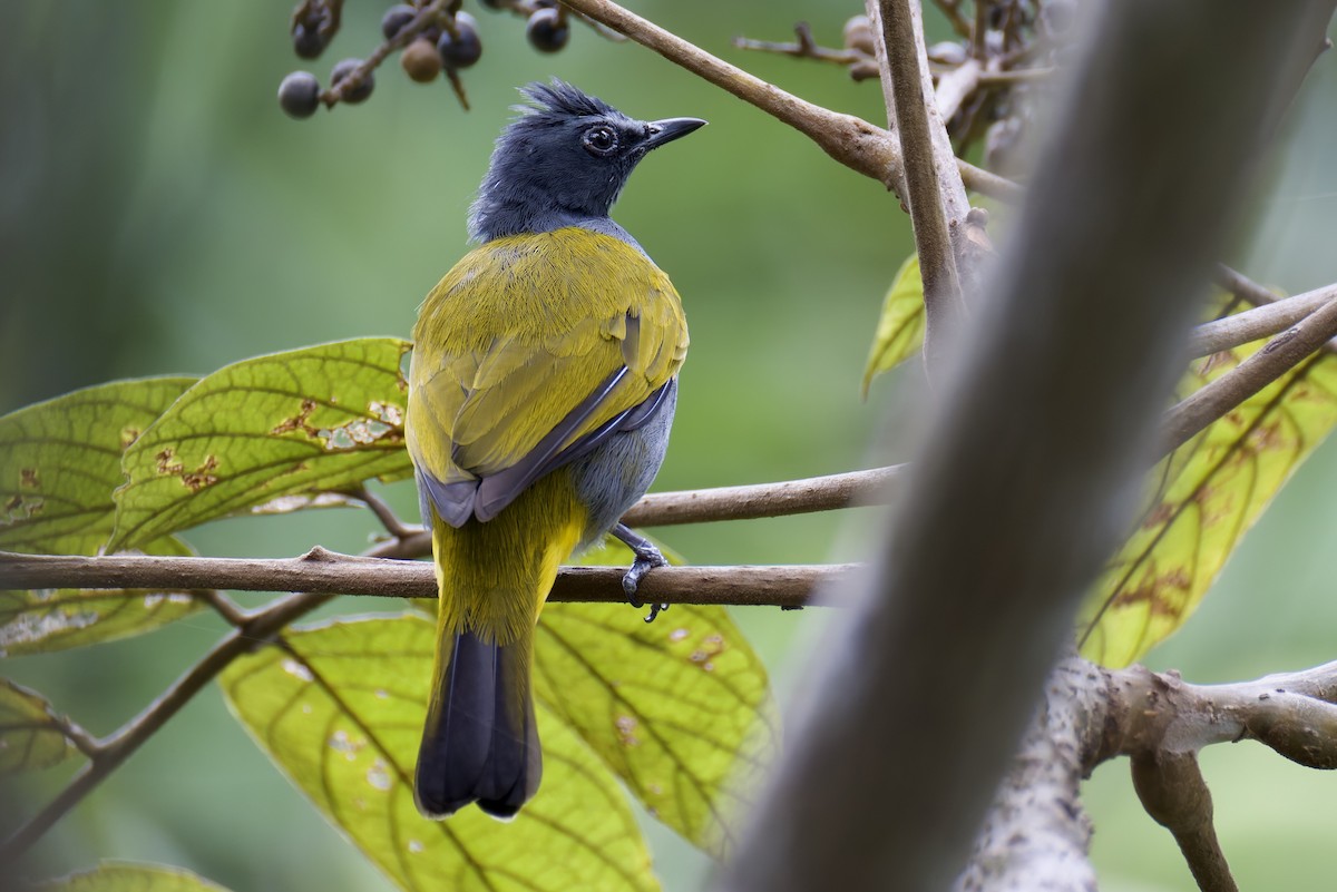 Gray-bellied Bulbul - ML636465141